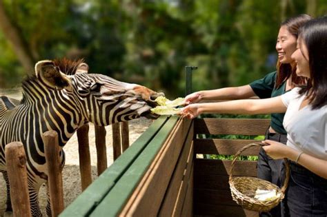 singapore zoo animal feeding